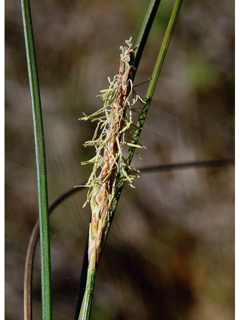 Carex exilis (Coastal sedge) #60113