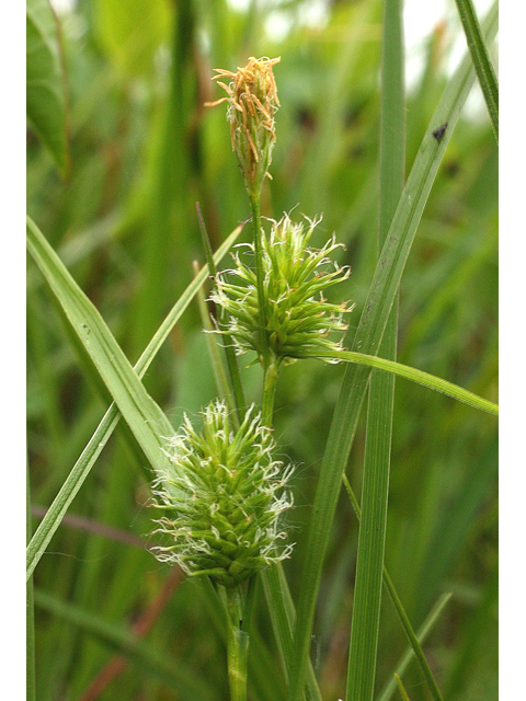 Carex viridistellata (Green-star sedge) #60146