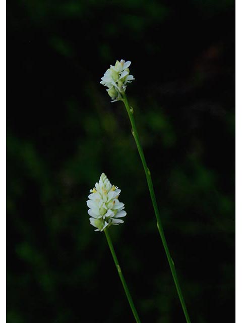 Polygala appendiculata (Swamp milkwort) #66960
