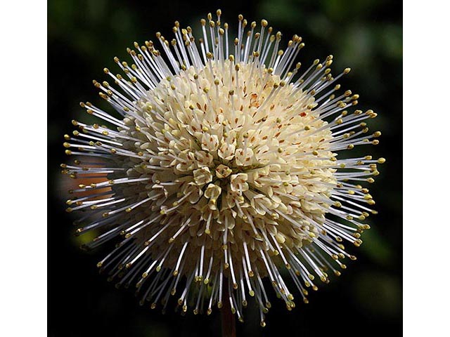 Cephalanthus occidentalis (Common buttonbush) #66992