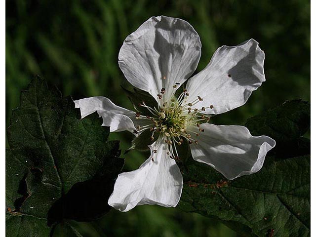 Rubus flagellaris (Northern dewberry) #67027