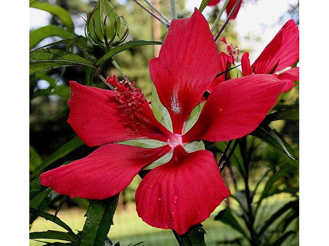 Hibiscus coccineus (Scarlet rosemallow) #67056