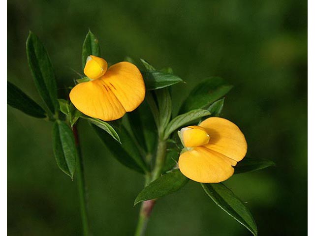 Stylosanthes biflora (Sidebeak pencilflower) #67058
