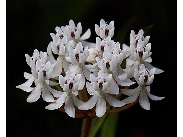 Asclepias perennis (White swamp milkweed) #67101