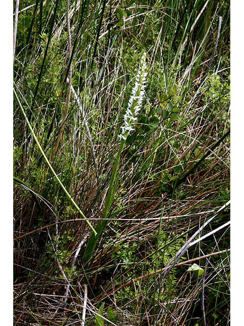 Platanthera dilatata (Scentbottle) #88333