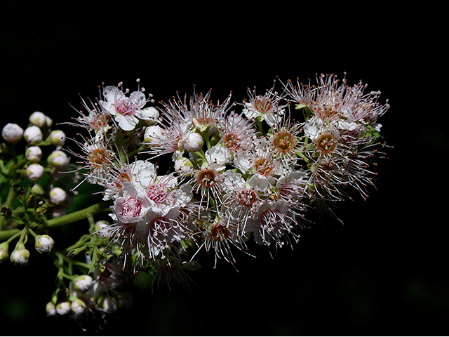 Spiraea alba var. latifolia (White meadowsweet) #88352
