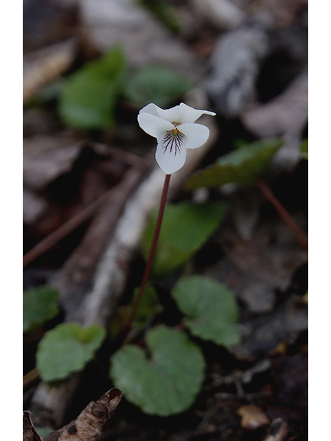 Viola macloskeyi (Small white violet) #88395