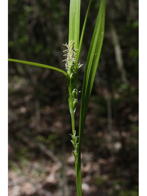 Carex grisea (Inflated narrow-leaf sedge) #88409