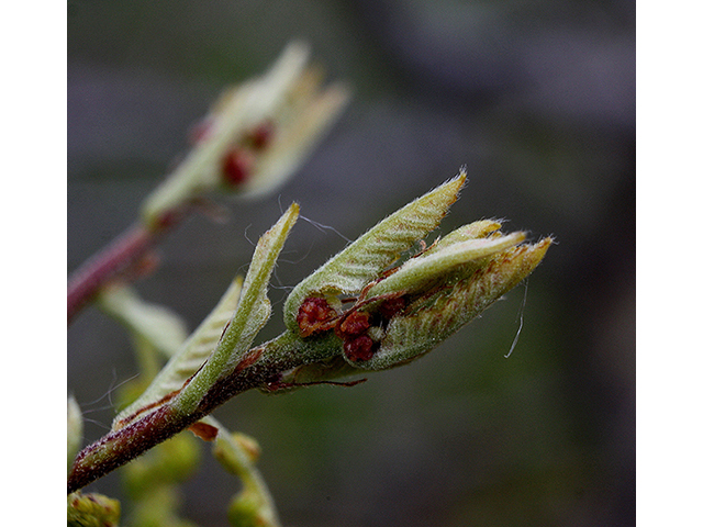 Quercus prinoides (Dwarf chinkapin oak) #88411