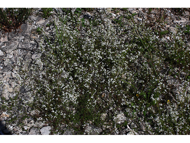 Galium palustre (Common marsh bedstraw) #88434