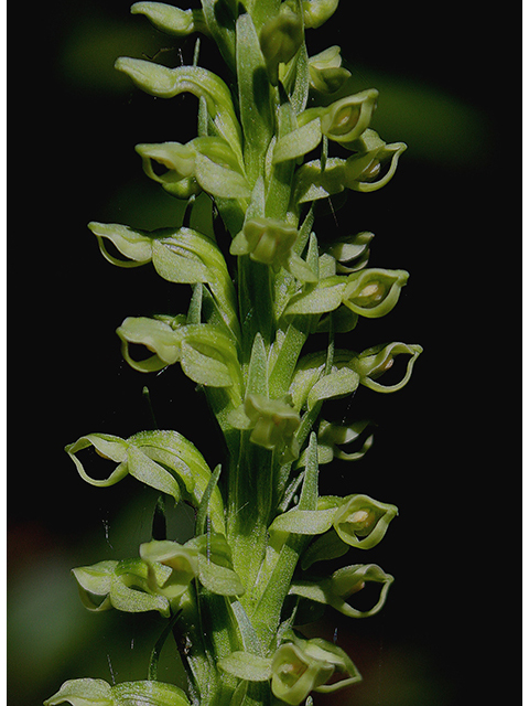 Platanthera huronensis (Huron green orchid) #88451