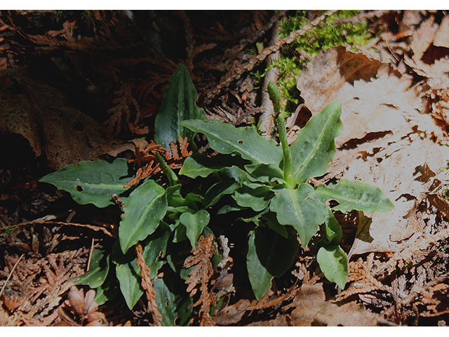 Goodyera oblongifolia (Western rattlesnake plantain) #88457