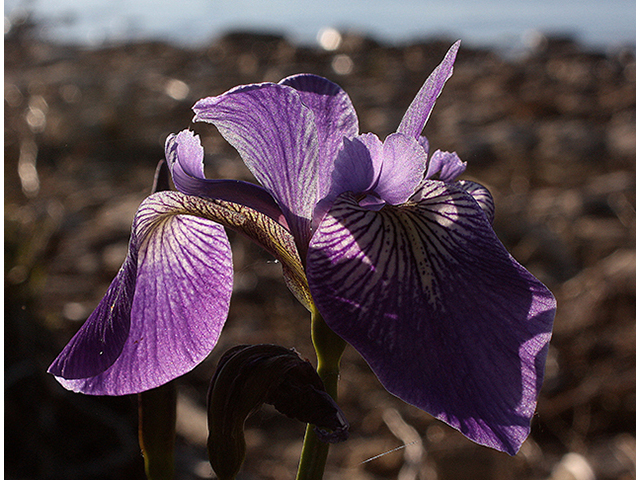 Iris versicolor (Harlequin blueflag) #88463