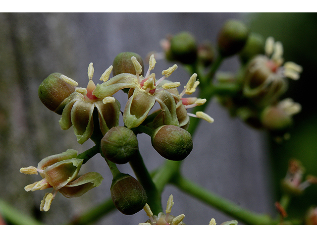 Parthenocissus quinquefolia (Virginia creeper) #88472