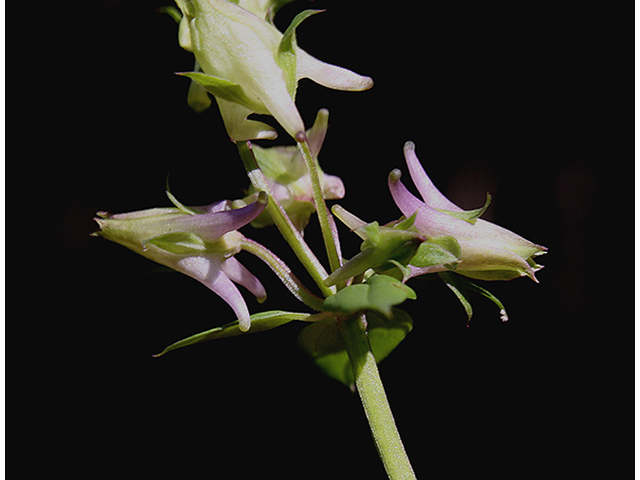 Halenia deflexa (American spurred gentian) #88476