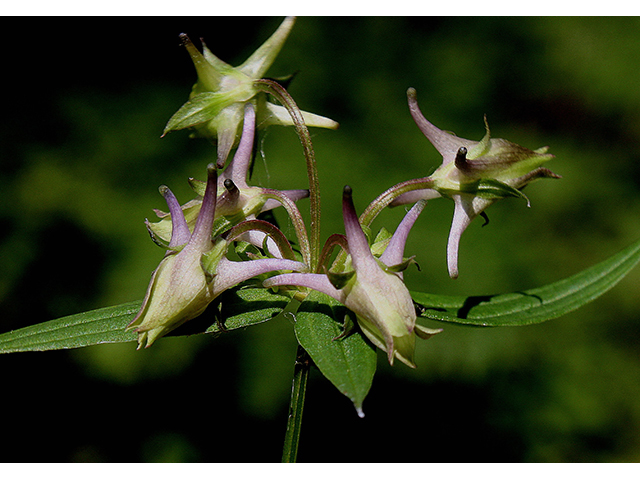 Halenia deflexa (American spurred gentian) #88477