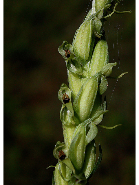 Platanthera huronensis (Huron green orchid) #88478