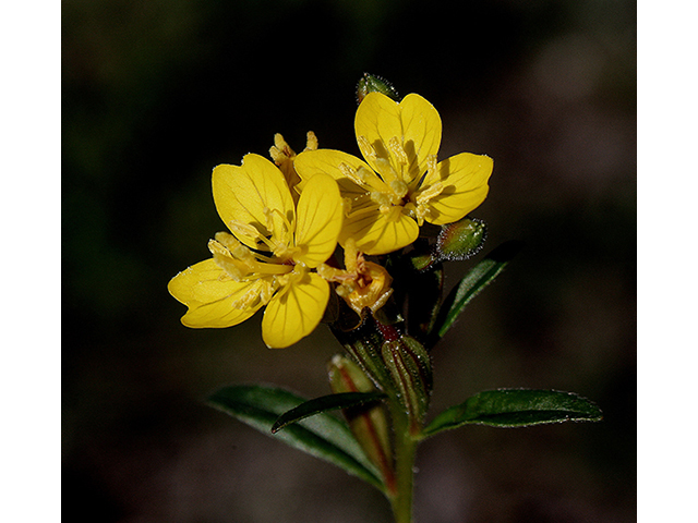 Oenothera perennis (Little evening-primrose) #88489