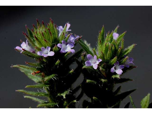 Verbena bracteata (Bigbract verbena) #88495
