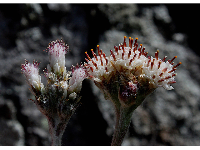 Antennaria neglecta (Field pussytoes) #88520