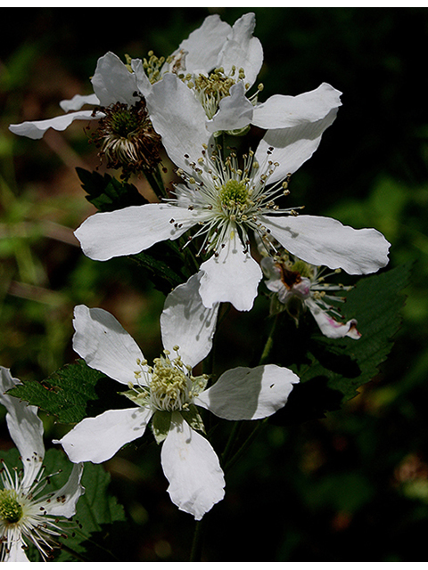 Rubus pensilvanicus (Pennsylvania blackberry) #88530