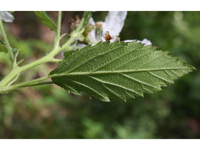 Rubus pensilvanicus (Pennsylvania blackberry) #88531