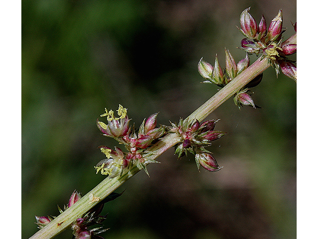 Amaranthus arenicola (Sandhill amaranth) #88564