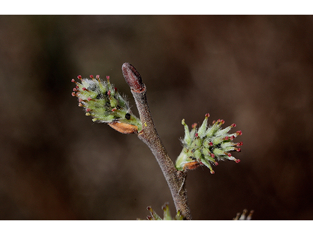 Salix humilis (Prairie willow) #88576