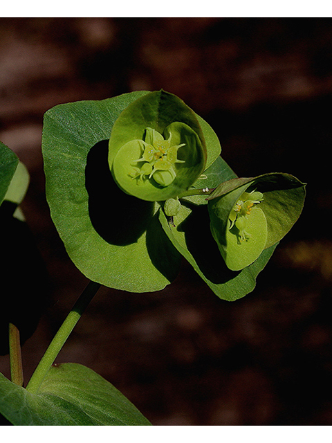 Euphorbia commutata (Wood spurge) #88637