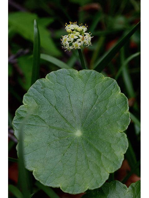 Hydrocotyle verticillata (Whorled marshpennywort ) #90226