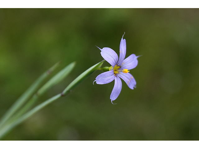 Sisyrinchium biforme (Wiry blue-eyed grass) #90233