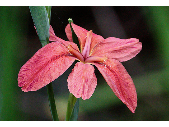 Iris nelsonii (Abbeville iris) #90238