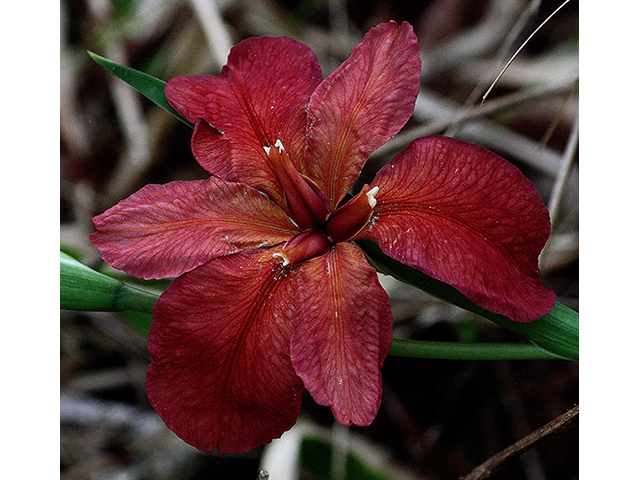 Iris nelsonii (Abbeville iris) #90240
