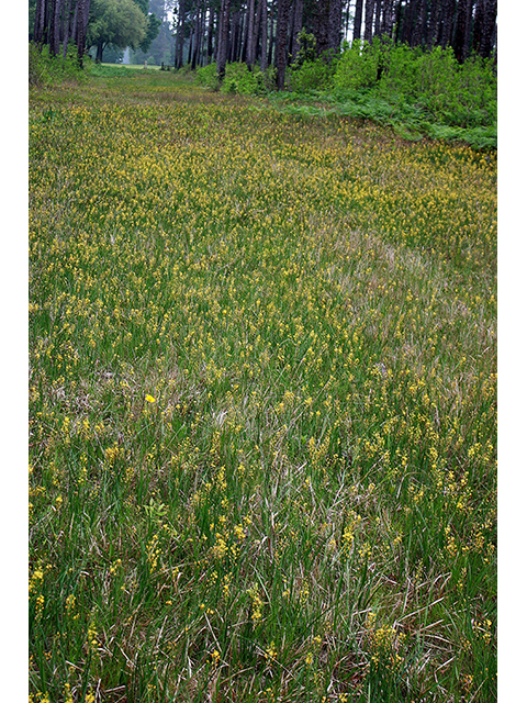 Schoenolirion croceum (Yellow sunnybell) #90254