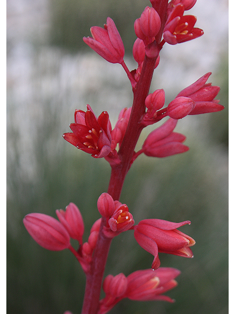 Hesperaloe parviflora (Red yucca) #90276
