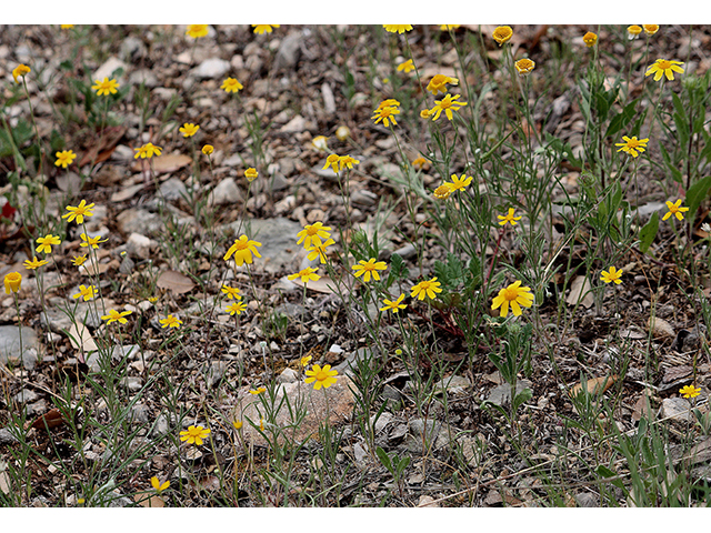 Tetraneuris linearifolia (Fineleaf fournerved daisy) #90334