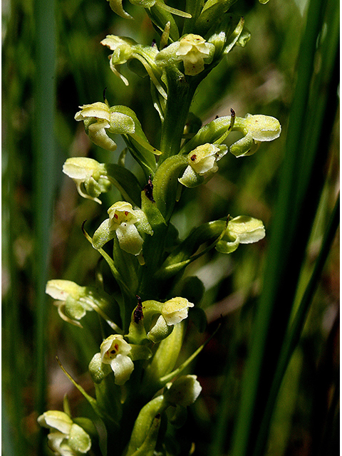 Platanthera flava (Palegreen orchid) #90392