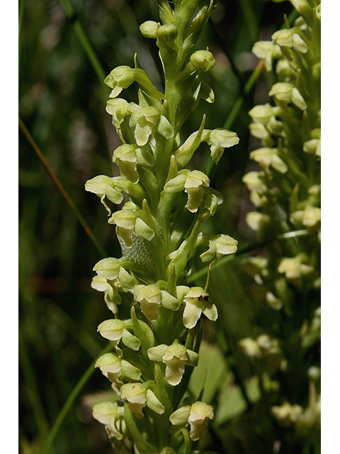Platanthera flava (Palegreen orchid) #90393