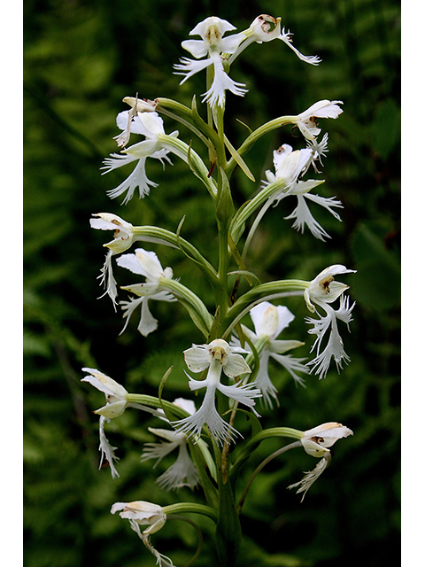 Platanthera leucophaea (Prairie white fringed orchid) #90409