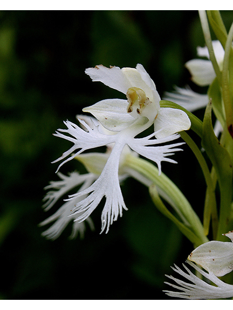Platanthera leucophaea (Prairie white fringed orchid) #90411