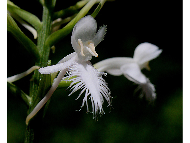 Platanthera blephariglottis (White fringed orchid) #90425