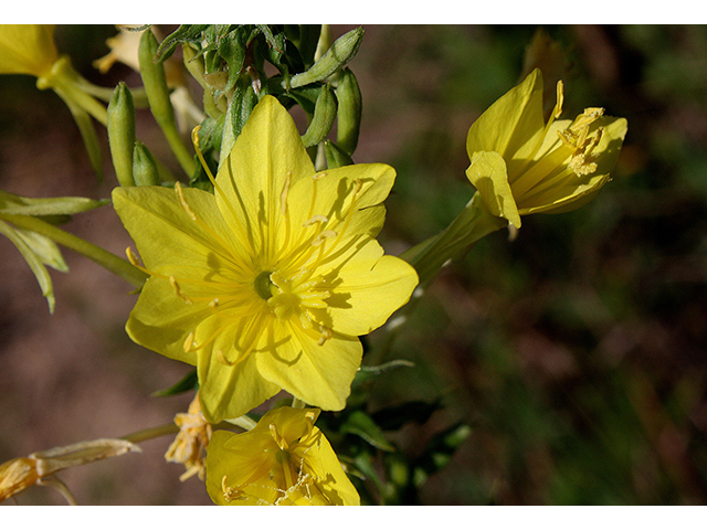 Oenothera clelandii (Cleland's evening primrose) #90433