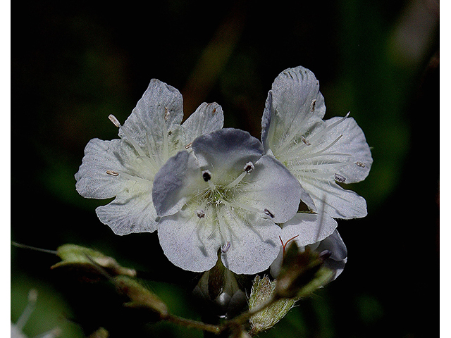 Phacelia dubia (Smallflower phacelia) #90446