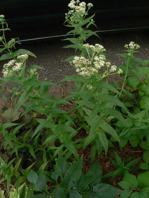 Eupatorium perfoliatum (Common boneset) #33330