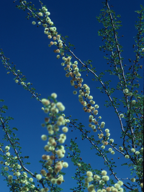 Senegalia roemeriana (Roemer acacia) #21094