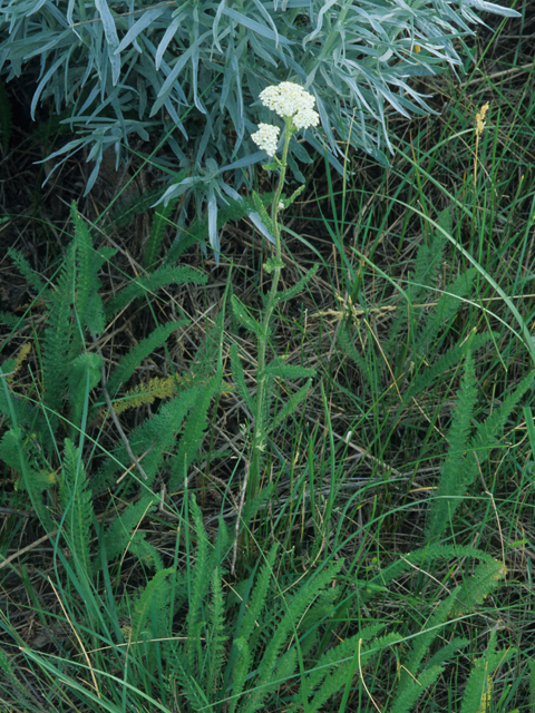 Achillea millefolium var. occidentalis (Western yarrow) #21138