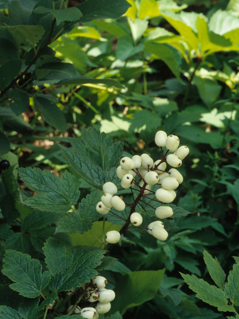 Actaea pachypoda (White baneberry) #21152