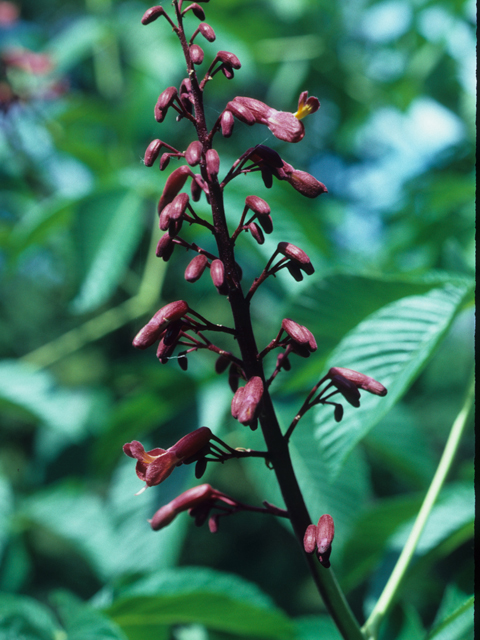 Aesculus pavia (Red buckeye) #21165