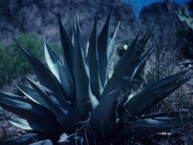 Agave parryi (Parry's agave) #21188