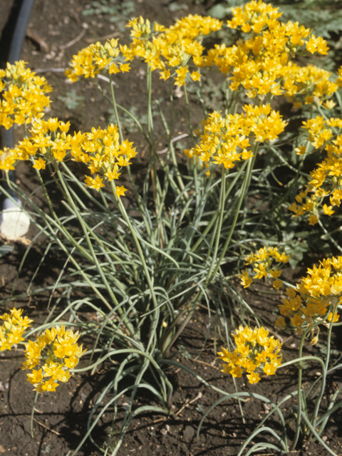 Allium coryi (Yellowflower onion) #21199